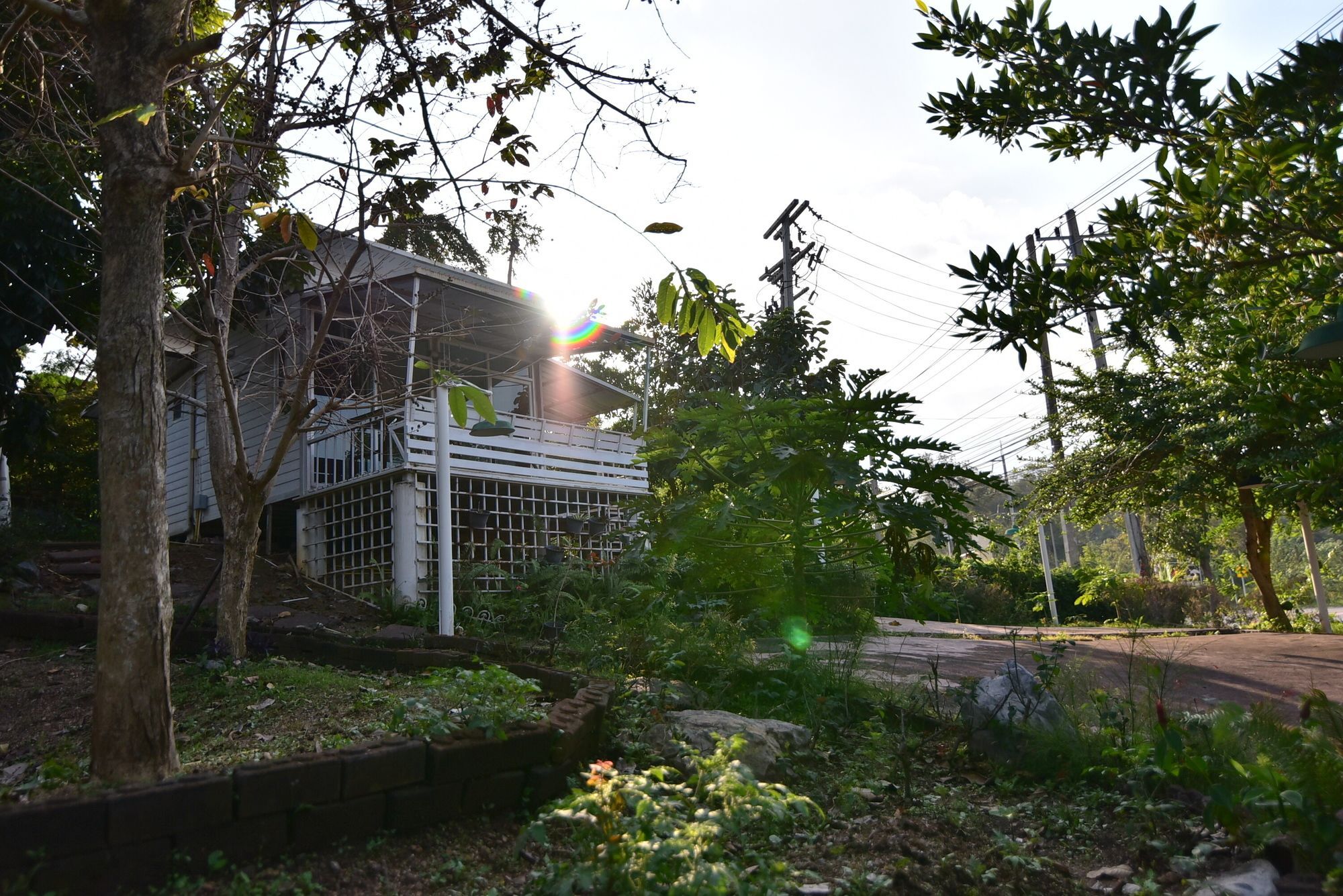 Bambusa Nakhonratchasima Esterno foto
